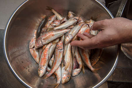Guted and Washed Fresh Mullet Fish in a Bowl with Handの写真素材