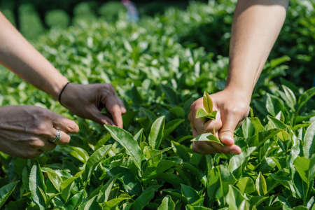 Hands Picking Tae Leaves In Tea-Gardenの写真素材