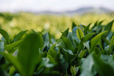 Tea Leaves in The Tea Plantations of Sochiの写真素材
