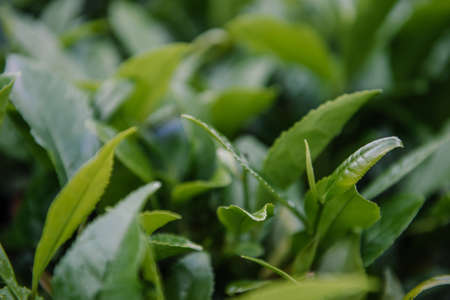 Tea Leaves in The Tea Plantations of Sochiの写真素材