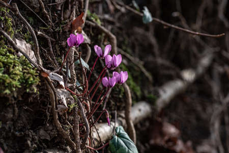 A group of Early forest bloomers cyclamensの写真素材