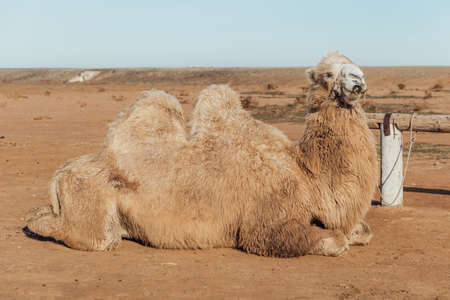 A Two-humped Camel Lies Tied to a Fence