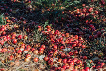 Wild Red Forest Apples lying on the groundの写真素材