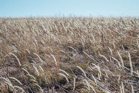 Faded dry grass of an autumn meadow in the wind