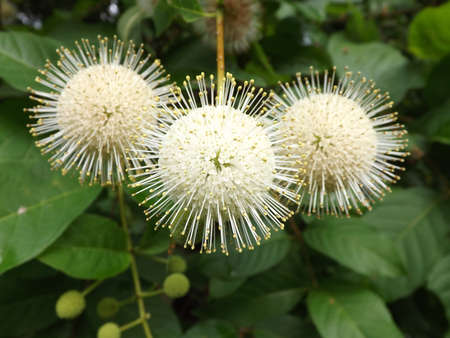 White Globe flowers