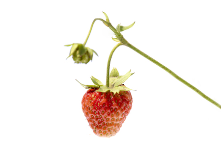 Branch with strawberry isolated on white background, close up photographyの写真素材
