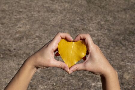 Woman hand holding autumn leaf in shape of a heart, I love autumn concept, enjoying the natureの写真素材