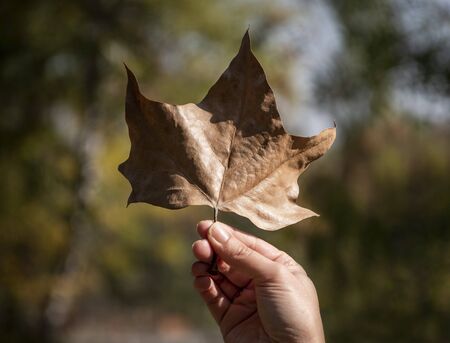 Woman hand holding autumn leaf in nature. Autumn season concept