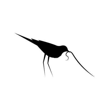 Bird silhouette with a worm in mouth, vector. Bird silhouette illustration isolated on white background. Wall Decals, Wall Art Decoration. Wall artwork. Minimalist poster designのイラスト素材