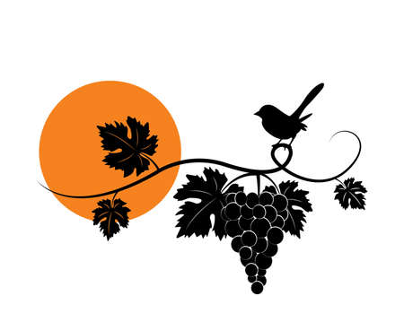 Branch with grape silhouette illustration with bird on sunset, isolated on white background, vector. Grape silhouette with leaves. Black and white minimalist art design. Fruit, healthy foodのイラスト素材