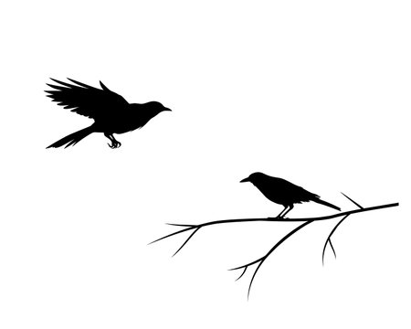 Raven bird on branch and raven flying, vector. Raven bird illustration isolated on white background. Wall art, artwork, wall decalsのイラスト素材