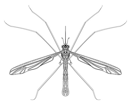 Stylized mosquito. Insect with ornaments. Linear Art. Vector illustration of a mosquito. Zentangle. Pestのイラスト素材