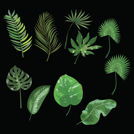 Set of leaves of tropical plants. Collection of exotic leaves.のイラスト素材