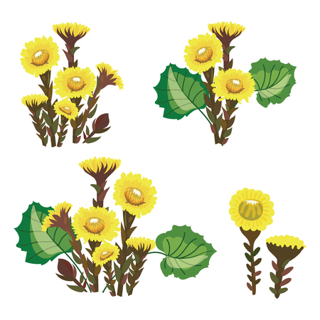 Set of tussilago. Collection of medicinal plants. Vector illustration of yellow flowers. Medical plant.のイラスト素材