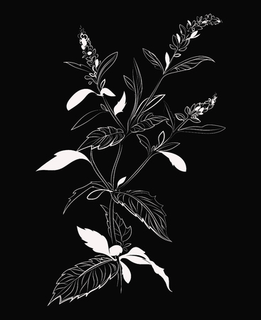 Vector illustration of mint. A branch of mint with flowers. Stylized plant. Linear Art. Black and white drawing by hand. Tattoo.のイラスト素材