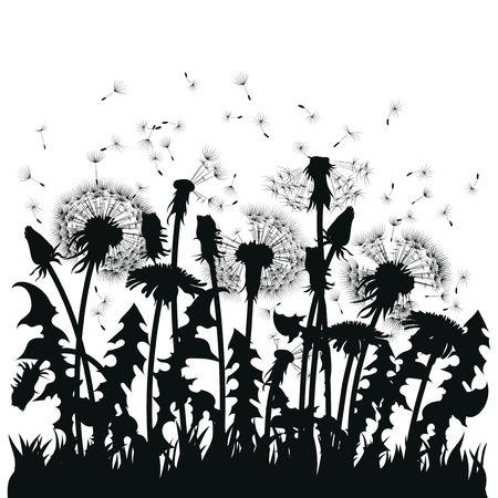 Field of dandelion flowers. Black silhouettes of summer plants on a white background. The outline of a glade with dandelions and flying birds. Illustration for children. Vinyl sticker on the wall.のイラスト素材