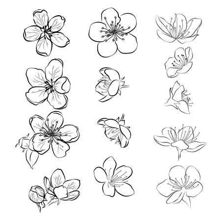 Set of cherry blossoms. Collection of flowers of sakura. Black and white drawing of spring flowers. Linear Art. Tattoo.のイラスト素材