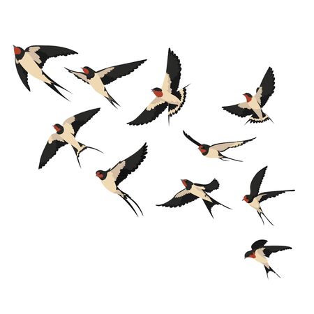 A flock of flying swallows. Vector illustration of cartoon swallows for children. Color drawing flocks of birds.のイラスト素材
