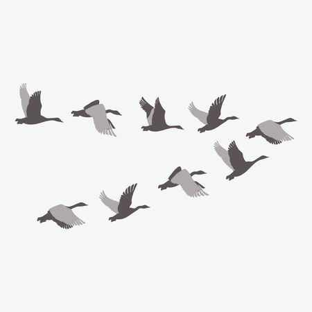 A flock of ducks. A cartoon flock of birds. Vector illustration of flying birds. Drawing for children.のイラスト素材