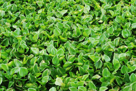 Water hyacinth