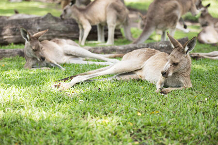 Group of Kangaroosの写真素材