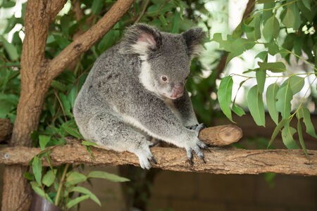 Koala by itself の写真素材