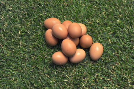 Group of eggs on the green grass.の写真素材