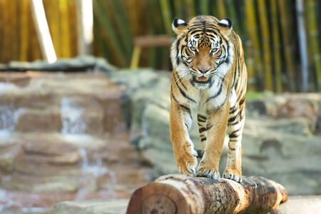 Large Bengal Tiger by itself outdoors in the Sunshine Coast, QLD - Australia.