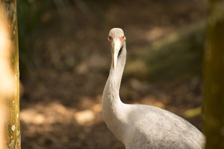Australian Male Brolga by itself in the outdoors. 