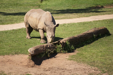 Rhino by itself in the park zoo during the day in Queensland.の写真素材