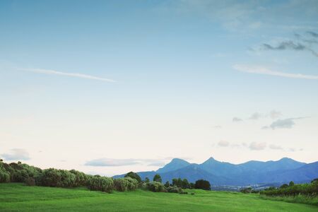 Lavender farm and vineyard in Kooroomba, Queensland in the afternoon.の写真素材