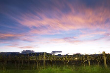 Lavender farm and vineyard in Kooroomba, Queensland in the afternoon.の写真素材