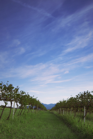 Lavender farm and vineyard in Kooroomba, Queensland in the afternoon.の写真素材