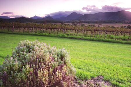 Lavender farm and vineyard in Kooroomba, Queensland in the afternoon.の写真素材