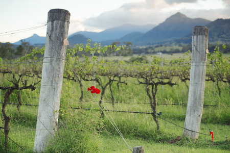 Vineyard in Kooroomba, Queensland in the afternoon.の写真素材