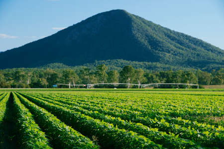 Outback agricultural and farming field off the Cunningham Highway in Queensland in the afternoon.の写真素材
