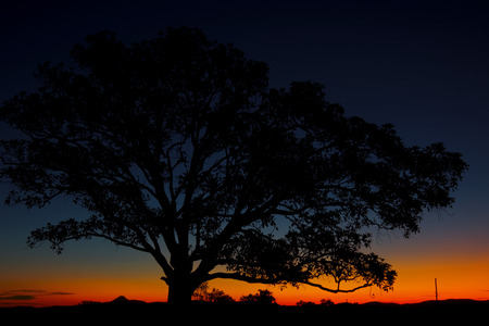 Panorama tree silhouette at dusk in Brisbane Queenslandの写真素材