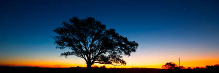 Panorama tree silhouette at dusk in Brisbane Queenslandの写真素材