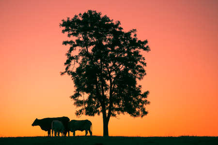 Silhouette of a cow on a hill in the late afternoon in Queensland Australia.の写真素材