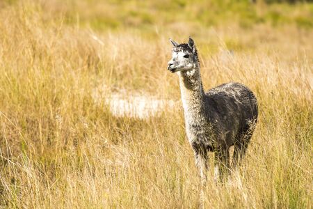 Alpaca by itself in a field during the day in Queenslandの写真素材