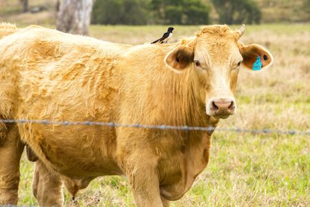 A cow in the paddock during the day in Queenslandの写真素材