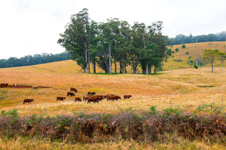 A heard of cows in the paddock during the day in Queenslandの写真素材