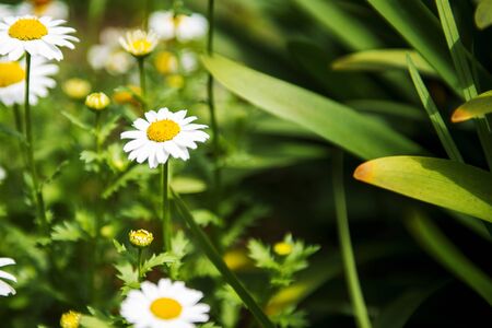 Flowers in the garden in the late afternoonの写真素材