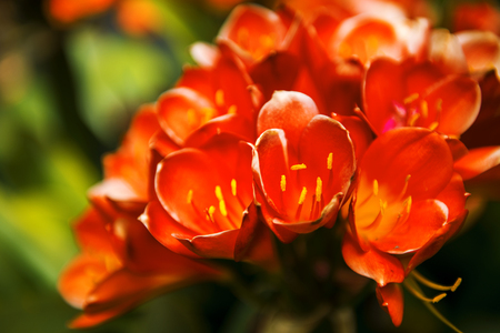 Flowers in the garden in the late afternoonの写真素材