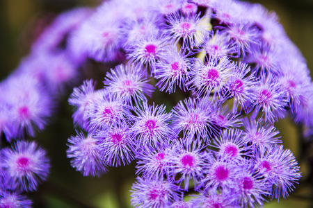Flowers in the garden in the late afternoonの写真素材
