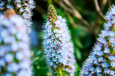 Flowers in the garden in the late afternoonの写真素材
