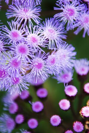 Flowers in the garden in the late afternoonの写真素材