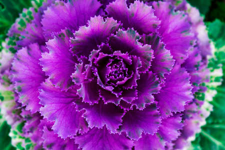 Flowers in the garden in the late afternoonの写真素材