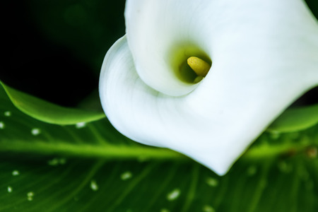 Flowers in the garden in the late afternoonの写真素材