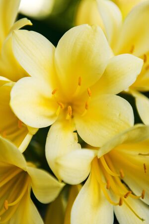 Flowers in the garden in the late afternoonの写真素材